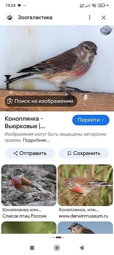 Продам Реполова самец!