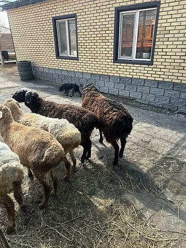 бараны аршан: Продаю | Овца (самка) | Для разведения | Матка — 5