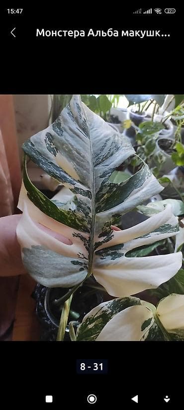 принцесса: Монстера Тайское Созвездие черенки 1200 Монстера Альба черенки от — 6