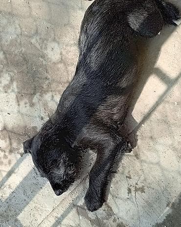 Продажа собак: Щенок, метис средних пород, окрас черный с небольшой белой отметиной — 3