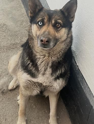 иттер ош: Ит бекер берилет: Овчарка, 3 жаш, Ургаачы — 1