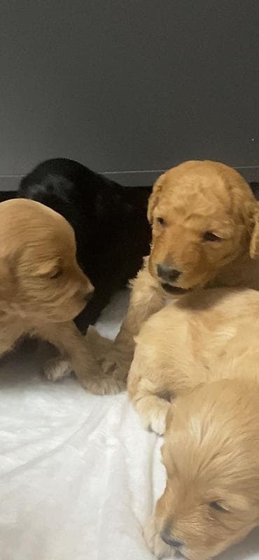 поставщики кормов для животных бишкек: Очаровательные щенки карликового пуделя - 2 месяца 🐾💛 Маленькие — 1