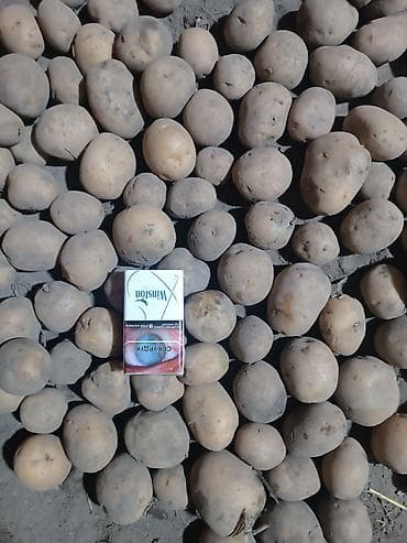 Картошка Оптом