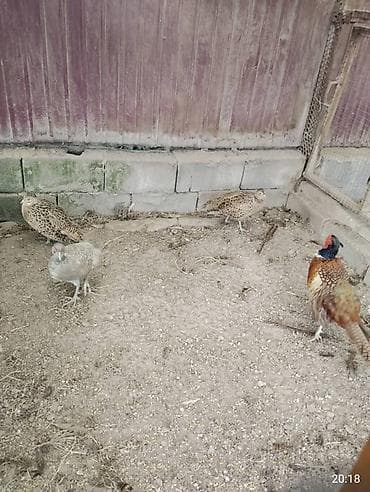 Продаю подростков фазана румынской породы at lalafo.kg Продаю подростков фазана румынской породы