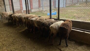 переноска для животных: Продаю | Баран (самец) | Для разведения — 7