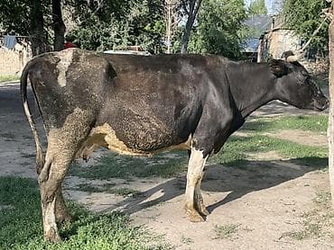 коровы молоко: Продаю | Корова (самка) | Голштин | Для молока — 3