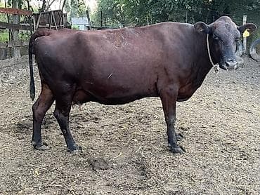 пони конь: Продаю | Корова (самка) | Для разведения — 4