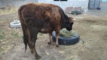 декоративные животные: Продаю | Корова (самка) | Для молока — 3
