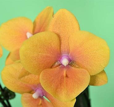 монстера альба цена: В продаже большой филолендрон бурле макс вариегатный 1500,орхидеи — 5