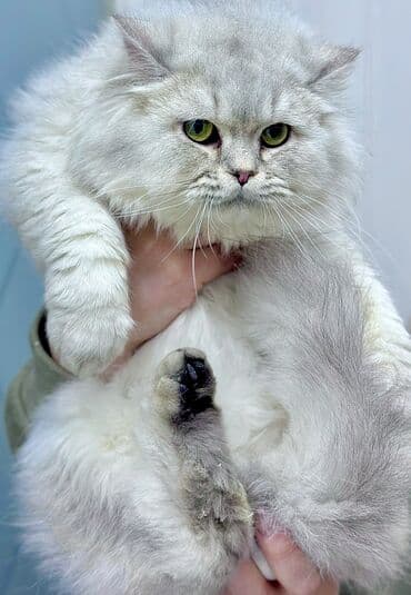 кот вислоухий купить: Котята британцы шотландцы На фото котик шикарная серебристая шиншилла — 2