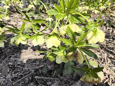 компост: Самовывоз — 2