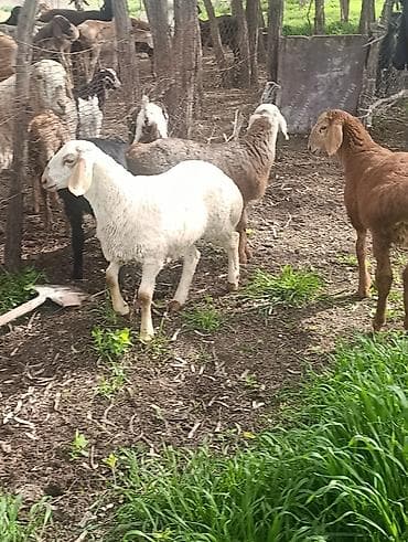 Продаю | Овца (самка) | Полукровка | Для разведения — 1