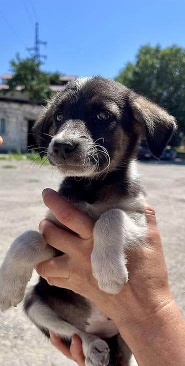 Собака даром: 2 месяца, Самец at lalafo.kg Собака даром: 2 месяца, Самец