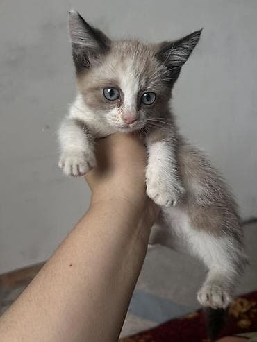 Кошки: Кошка даром: Беспородная, 2 месяца, Девочка, Приучена к лотку — 2