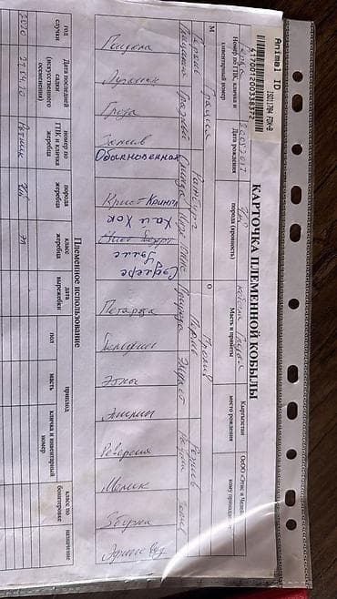 Животные: Англичан таза Кан чика ургаачы кулун сатылат рамазандан чыккан — 4