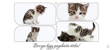купить кошку в бишкеке: Маленькое полосатое чудо ищет любящий дом! 🐾(маленькая девочка) — 1