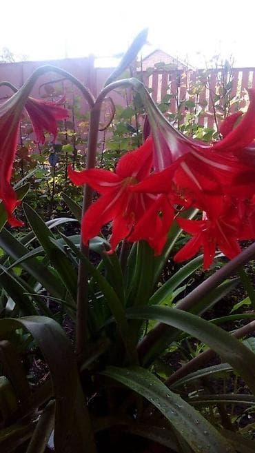 Отдам даром: Амаралис красный в данное время не цветет Любой на 4 кг сахара — 1