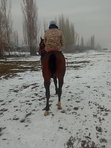 арабская лошадь: Продаю | Конь (самец) | Английская | Конный спорт | Племенные — 2