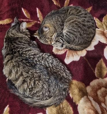 сколько стоит кинолог для собаки: 🐱🐾 Гостиница-передержка для кошек в центре города 🐾 Если вам нужно — 2