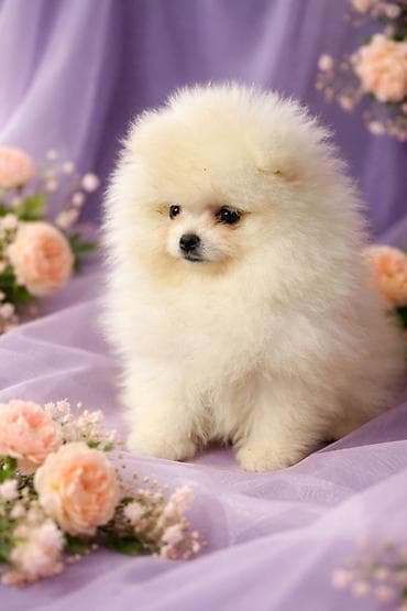 шпиц даром: Шпиц щенки с документамибелая(крем) девочка выразительные глазки - — 3