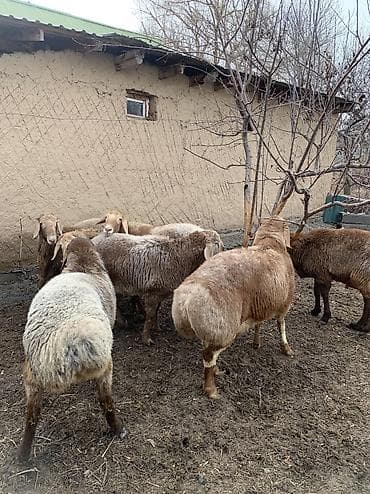 сова купить живая: Продаю | Баран (самец) | Арашан | Для разведения — 7