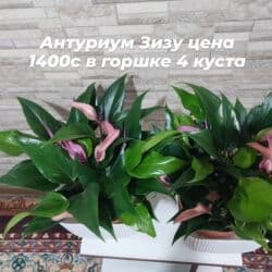 орхидеи в горшке купить с доставкой: Пальма Хамедорея 1000с-1800(высота 125см). монстера800с. аллоказия — 28