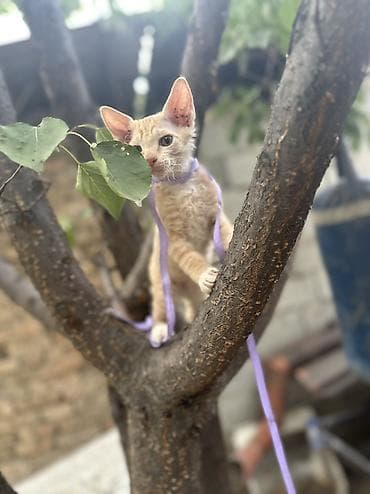 Үй жаныбарлары: Котята породы донской сфинкс — Здоровые и активные — Ласковые и — 5