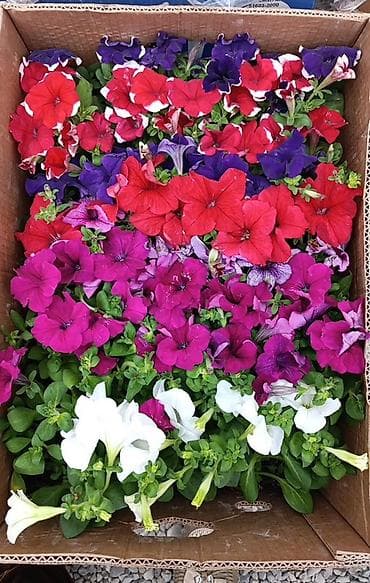 цвет: Рассадa однолетних цветов для клумб, кашпо и балконных ящиков. В — 1