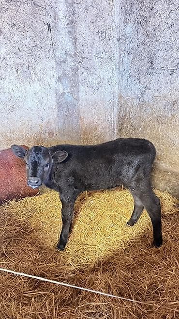 бычок бука: Продаю | Музоо, торпок | На откорм — 1