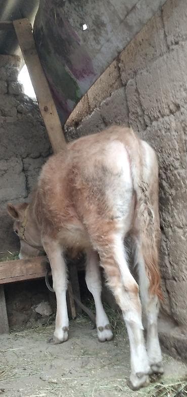 Башка жаныбарлар: Сатам | Бука (эркек), Кунаажын | Бордоп семиртүү үчүн | Байланган — 4