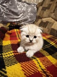 ошейник для кошек: НА БРОНЬ ! Шотландские вислоухие котята 🐱 Мальчик 1,5 месяца — 5