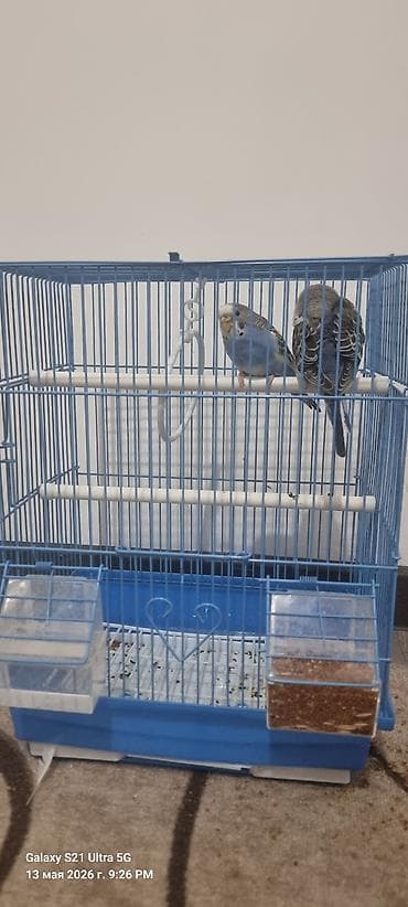 тайган сатам: Продаётся попугаи В комплекте: клетка, 2 жердочки, 2 кормушки — 1