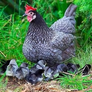 куры и цыплята: Продаю | Цыплята | Домашняя | Для разведения — 2