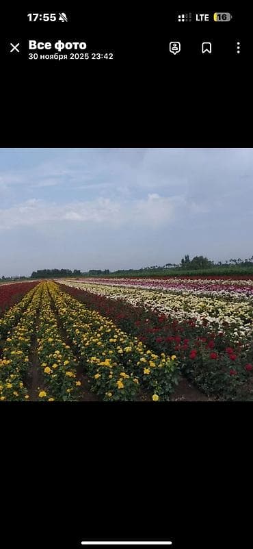 оптовик: Роза кочоттун турлору сатылат, оптом жана бирден да сатылат — 3