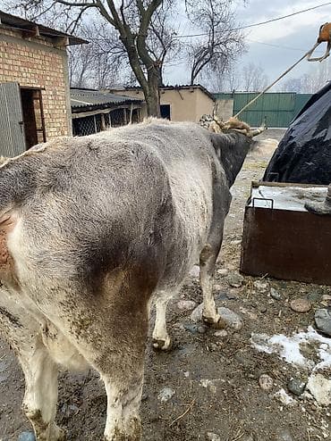 уй сатылат бишкек 2022: Сатам | Уй (ургаачы) | Союуга — 2