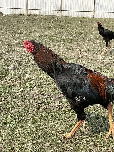 животные корова: Продаю | Петух | Бойцовая | Для разведения — 3
