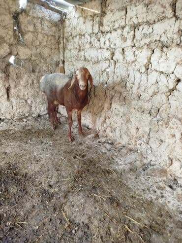 куры доминанты: Продаю | Баран (самец) | Для разведения | Племенные — 2