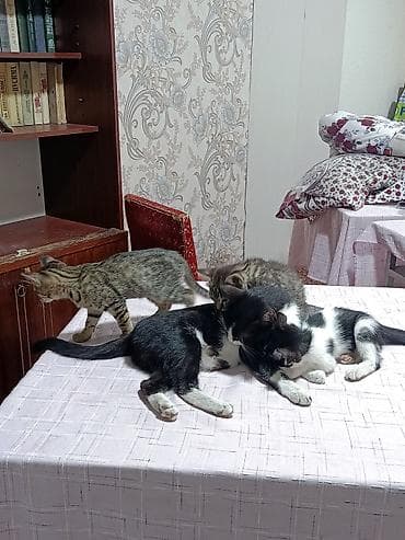 друзья: Котята — домашние, ласковые и игривые. На фото видно несколько малышей — 2