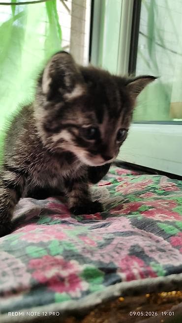 Продажа кошек: Котята1,5 месяца — 3