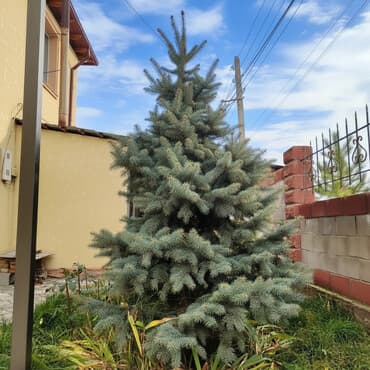 шкаф купе россия: Саженцы деревьев: Ели, Самовывоз, Платная доставка — 1