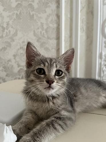 отдам котят в добрые руки: 3 месяца, Девочка, Серый, Приучена к лотку, Проглистована — 4