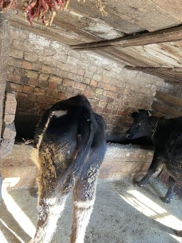 обучение собак: Продаю | Тёлка | Полукровка | Для разведения | Стельные, Искусственник — 3