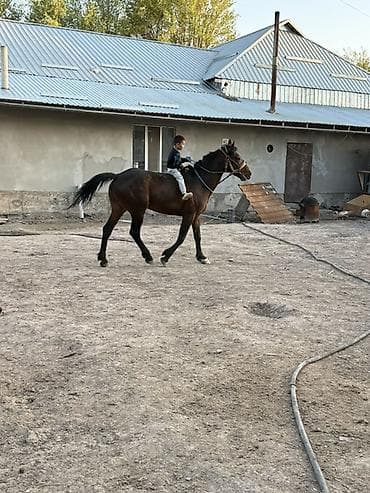 Продаю | Кобыла (самка) | Рабочий
