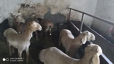 сетки для кроликов: Продаю | Овца (самка) | Для разведения | Племенные — 1