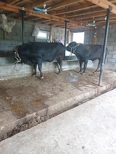 купить лошать: Продаю | Бык (самец) | На откорм | Привязанные — 1