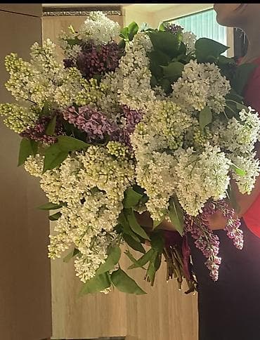 цветы цена: Букеты сиреней Ветка 100-150 сом Пишите на ВАЦАП Подберем вам ваш — 7