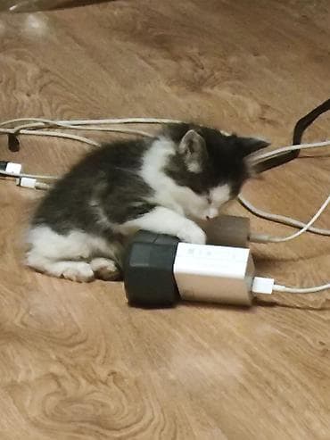 продаю котенка: Майнкун метис Котя Отец - дворовой крутыш🥇 Мать - Майнкун Котятам — 1