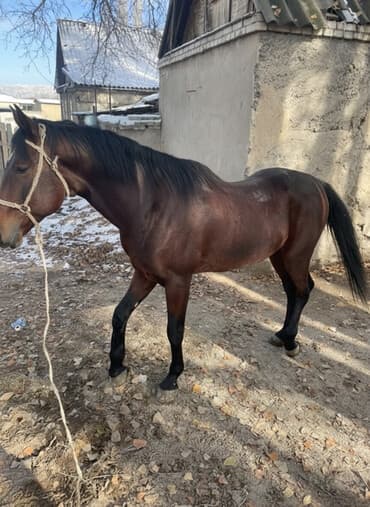 отдам собаку в добрые руки: Продаю | Жеребец | Полукровка | Рабочий | Племенные, Осеменитель — 2