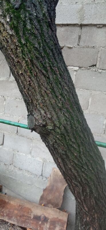 мебель для сада бишкек: Орук бак сатылат — 1