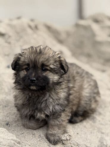 Дворняжка, 1 месяц, Самец, С прививкой
